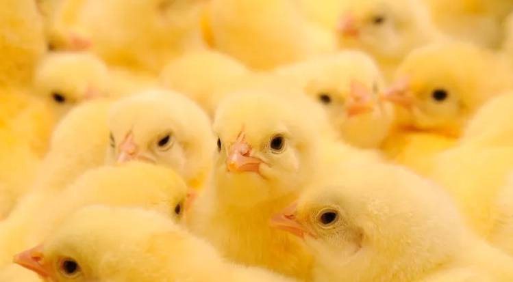 Comment la technologie sauve les poussins mâles d'être tués par l'industrie des œufs